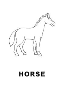 horse